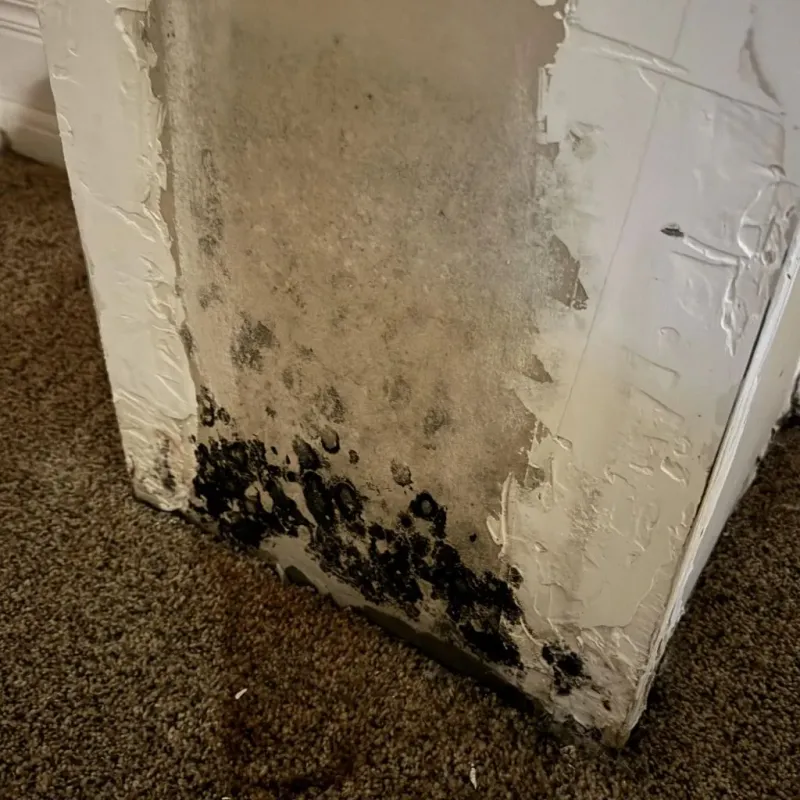 Professional Mold Removal in Solon, IA